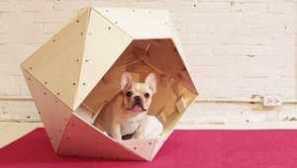 Jak udělat psa pro psa to udělat sami